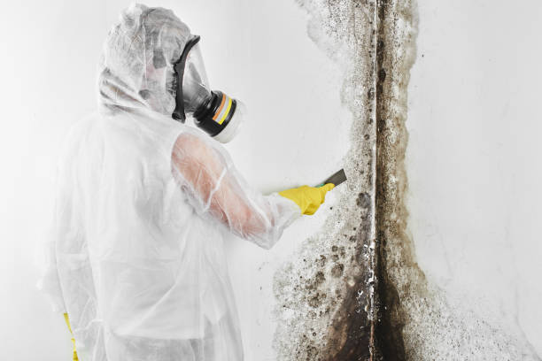 Water damage restoration mold remediation in Dundas, MN