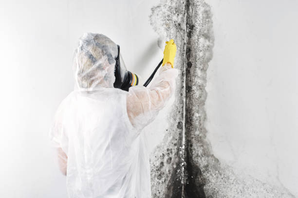 Best Ceiling water damage repair  in Dundas, MN